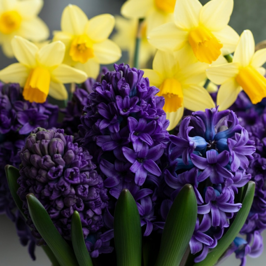 Hyacinth Woodstock - Mini Daffodil - Tete A Tete